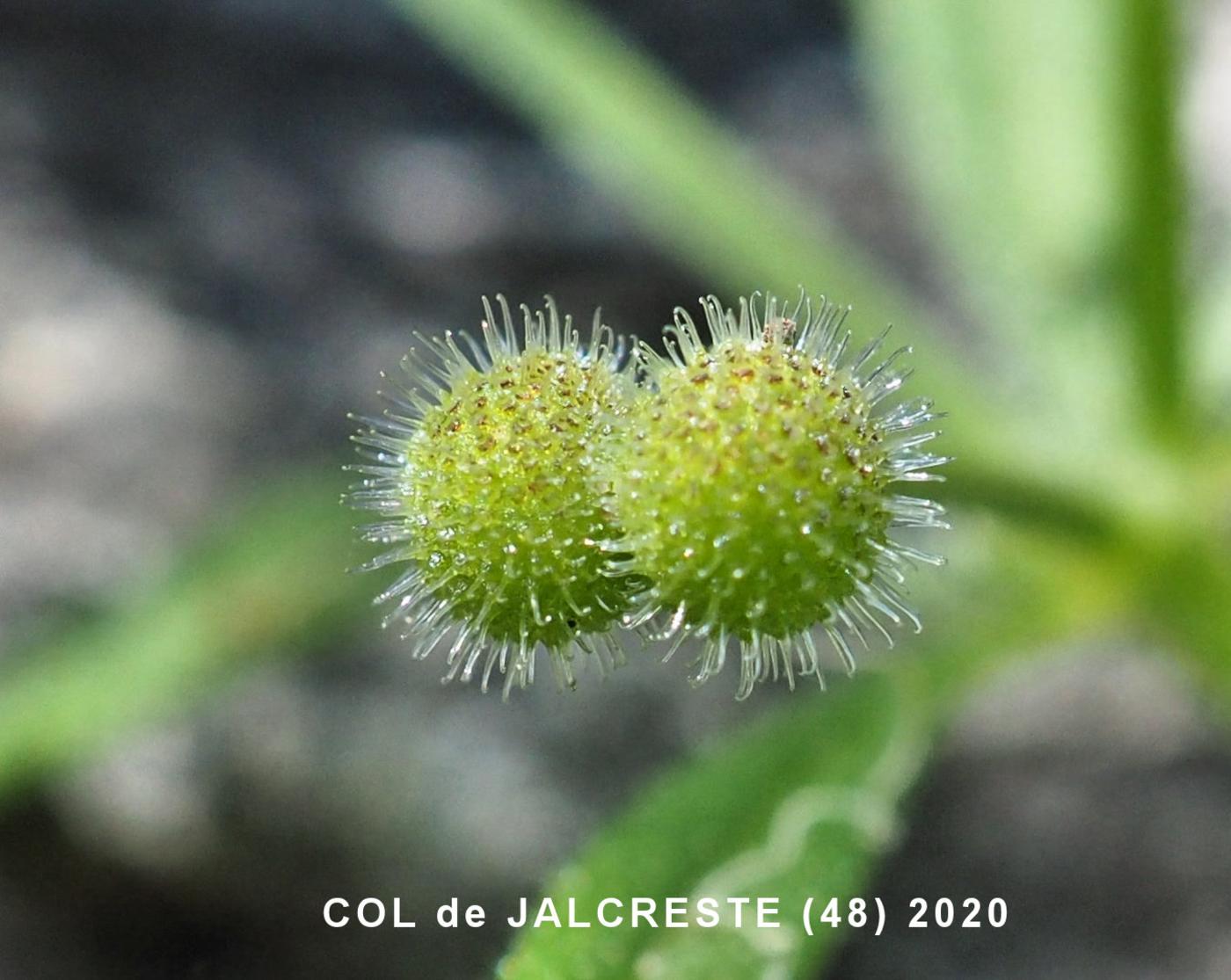 Goose Grass fruit